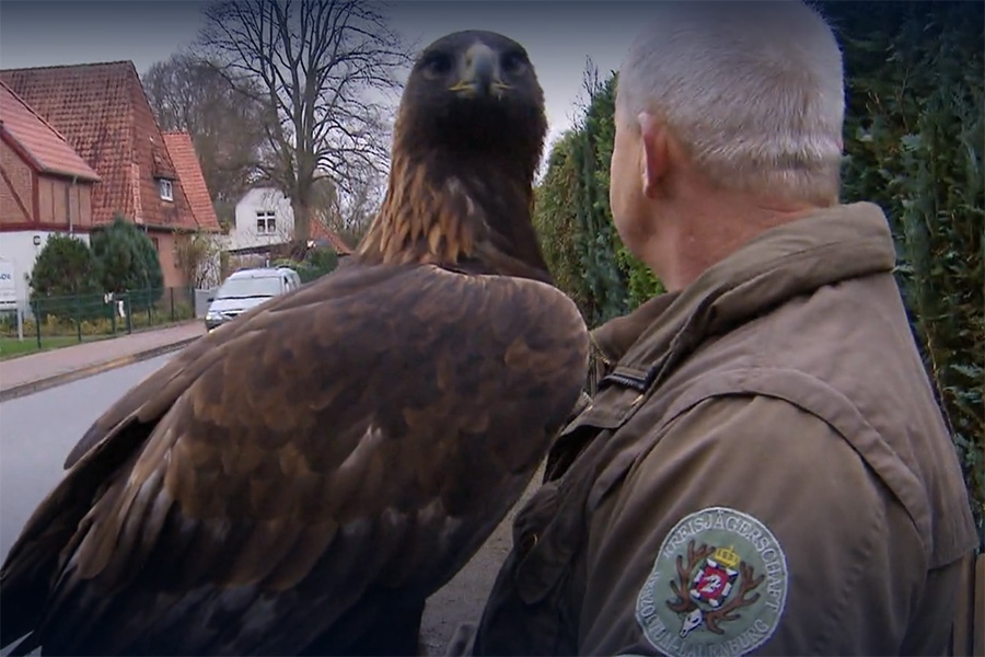 Teilnahme an einer Falknerjagd
